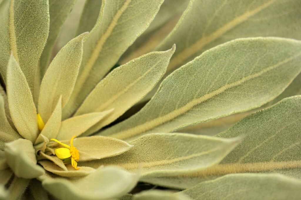 Divizna velkokvětá