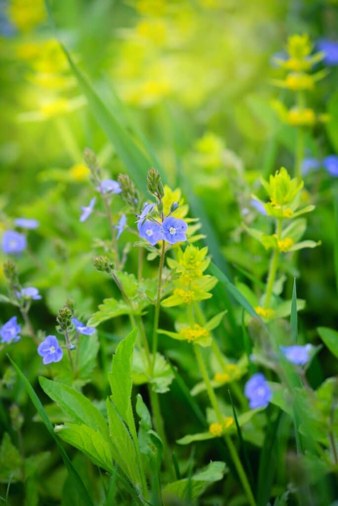 Rozrazil rezekvítek Veronica chamaedrys