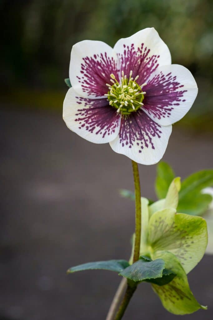 Čemeřice východní Helleborus orientalis