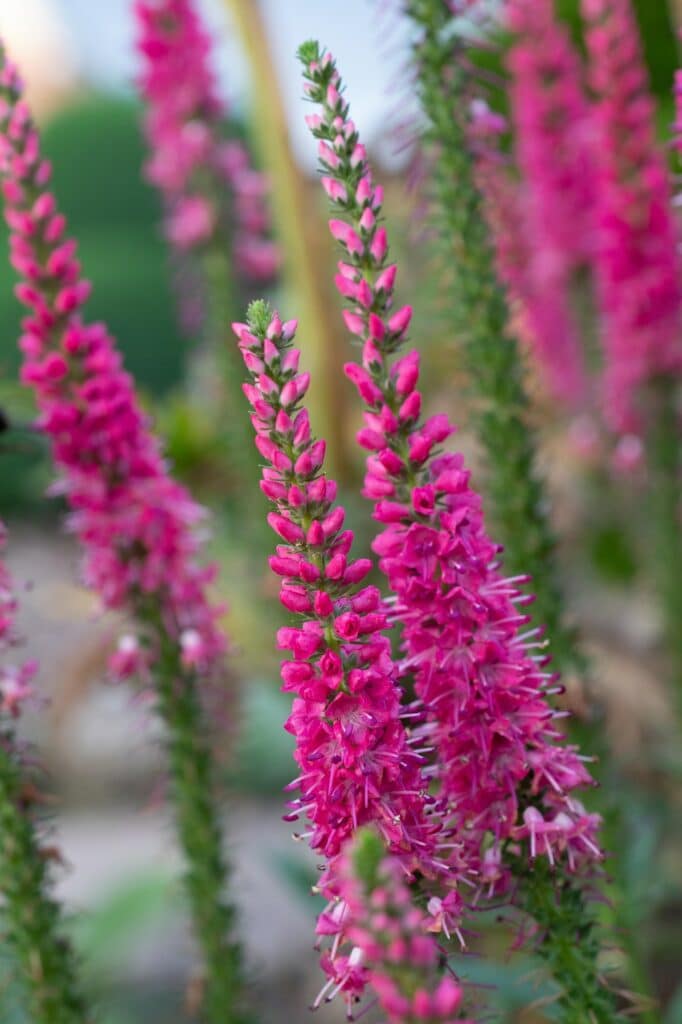 Vertical shot of beautiful pink veronica spicata flowers