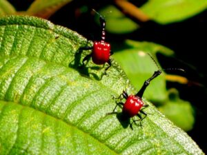 Jak se zbavit mravenců 37 Zobonoska třešňová
