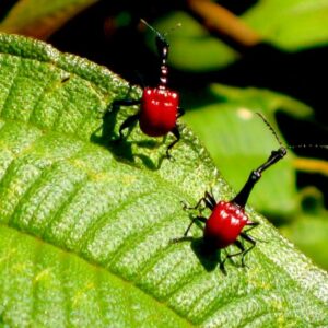 Zobonoska třešňová