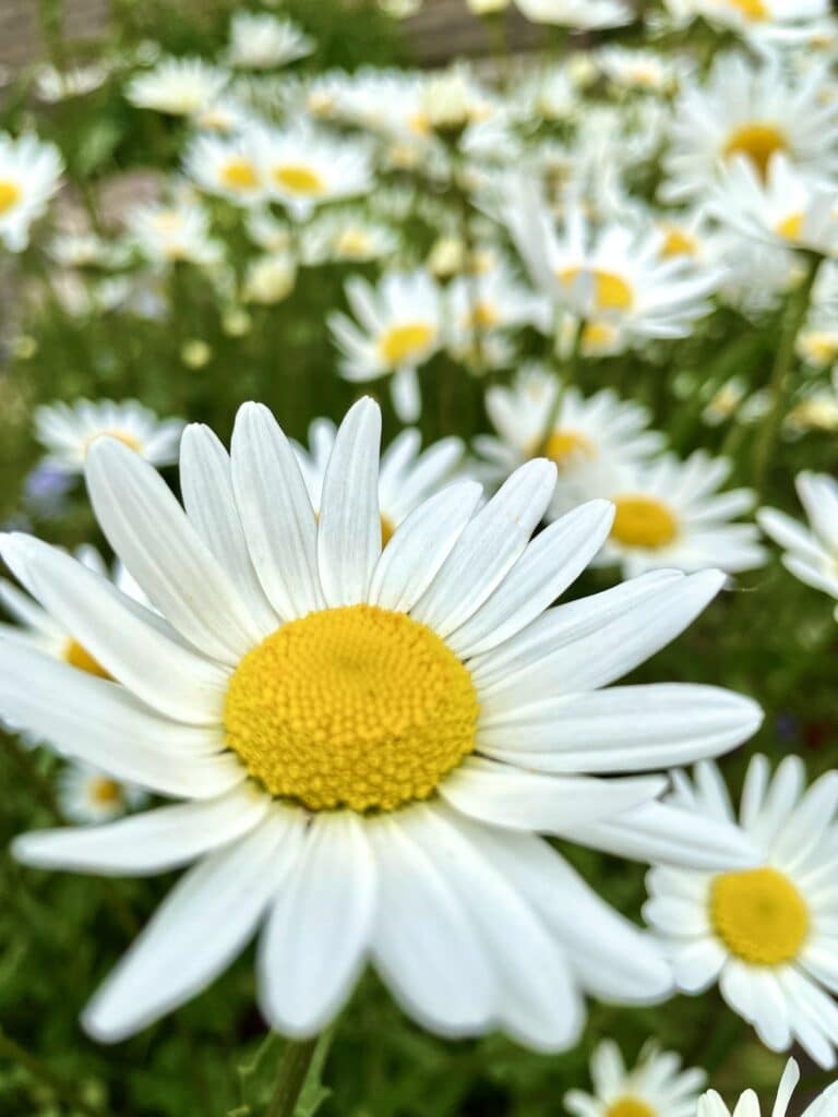 Kopretina velkokvětá