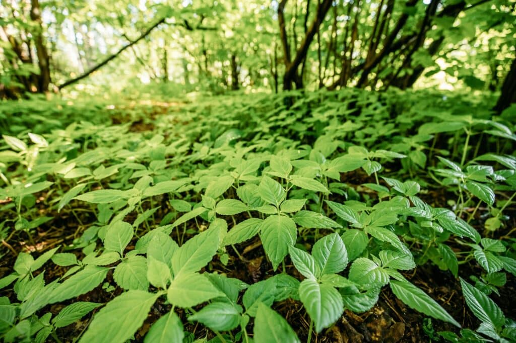 Wild Bushy Thickets Of Small-Flowered Touch-Me-Not Or Impatiens