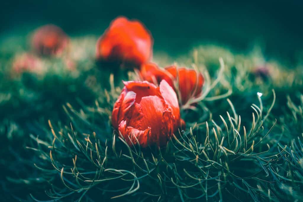 Pivoňka úzkolistá