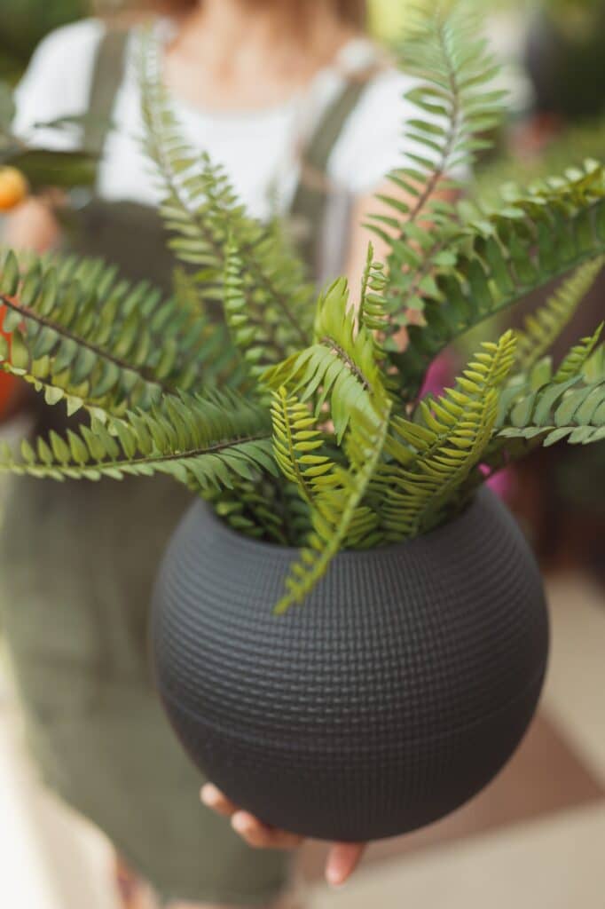 Kapradiny pěstování