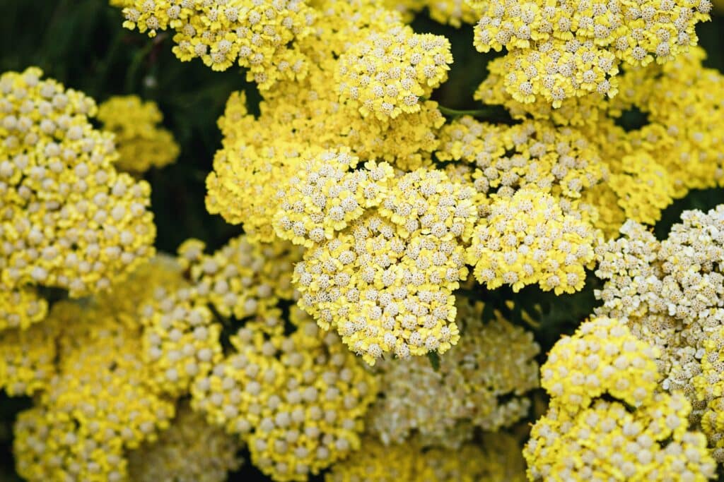 Řebříček tužebníkovitý Achillea filipendulina