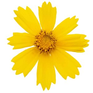 Krásnoočko Coreopsis lanceolata