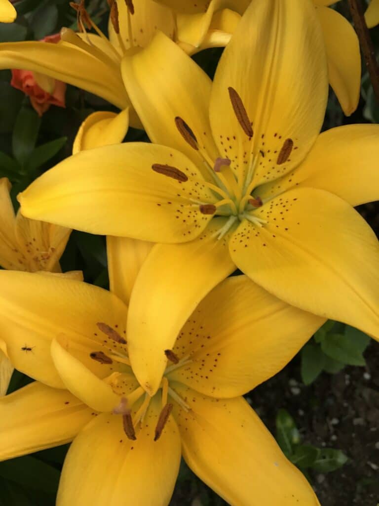 Yellow lilies