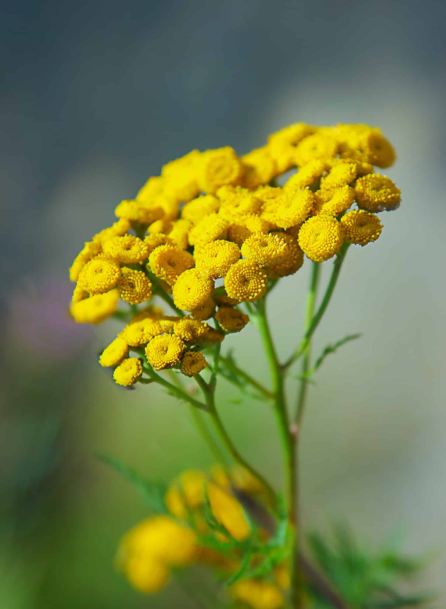 vratič obecný květ - tanacetum vulgare