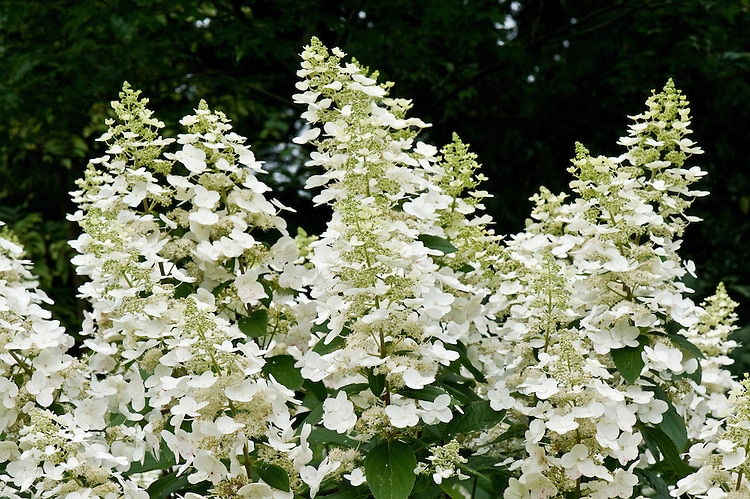 Hortenzie 5 hydrangea paniculata floribunda