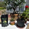 Biochar 1 l, aktivní uhlí k rostlinám