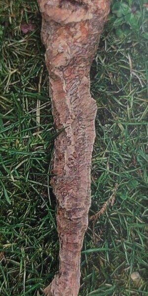 Hryzec vodní - okousaný kořen jabloně