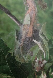 Předivka jabloňová - zápředek na jabloni