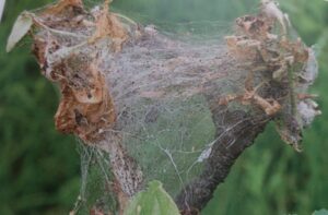 Jak se zbavit mravenců 35 Předivka jabloňová - housenky v zápředcích