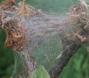 Předivka jabloňová - housenky v zápředcích