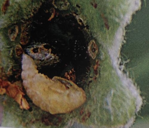 Květopas jabloňový kukla