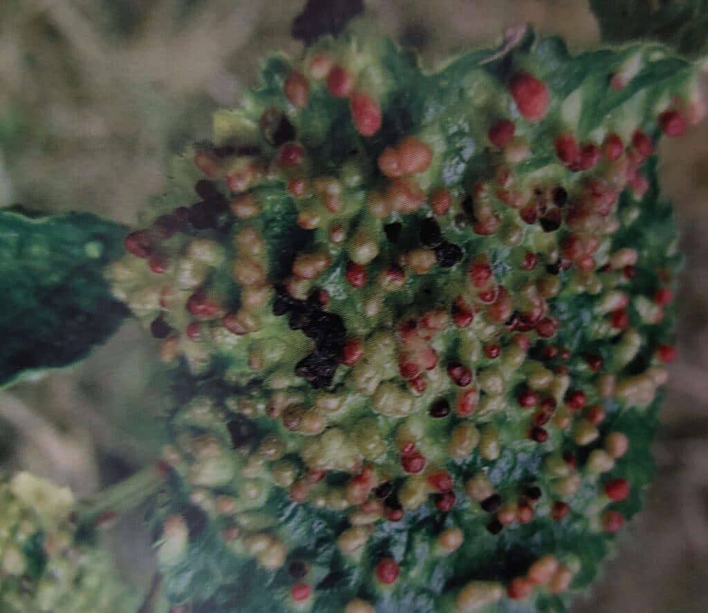 Vlnovník trnkový - poškozené listy slivoně/hálky