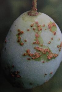 Vlnovník trnkový - poškozený plod slivoně