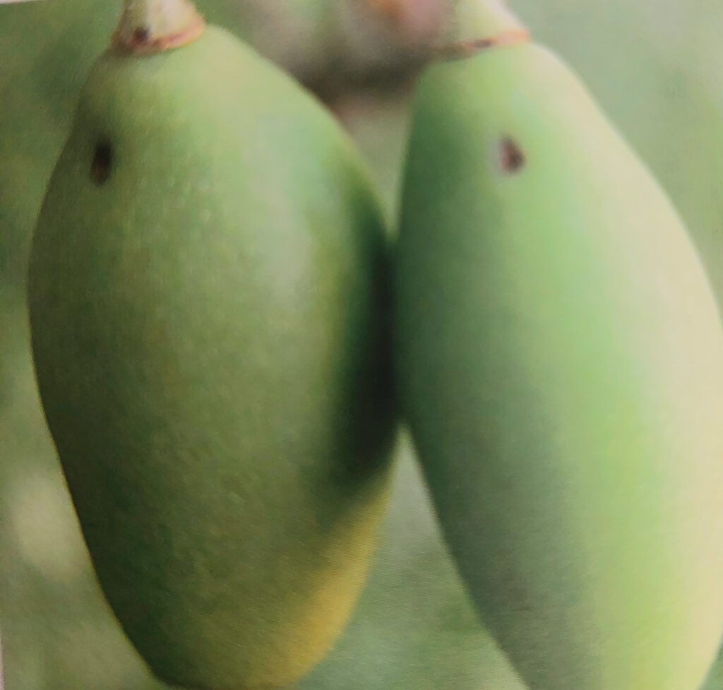 Pilatka švestková - poškozené plody