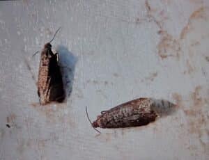 Obaleč švestkový - lepové pásy