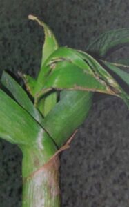 Houbomilka česneková - poškozený česnek