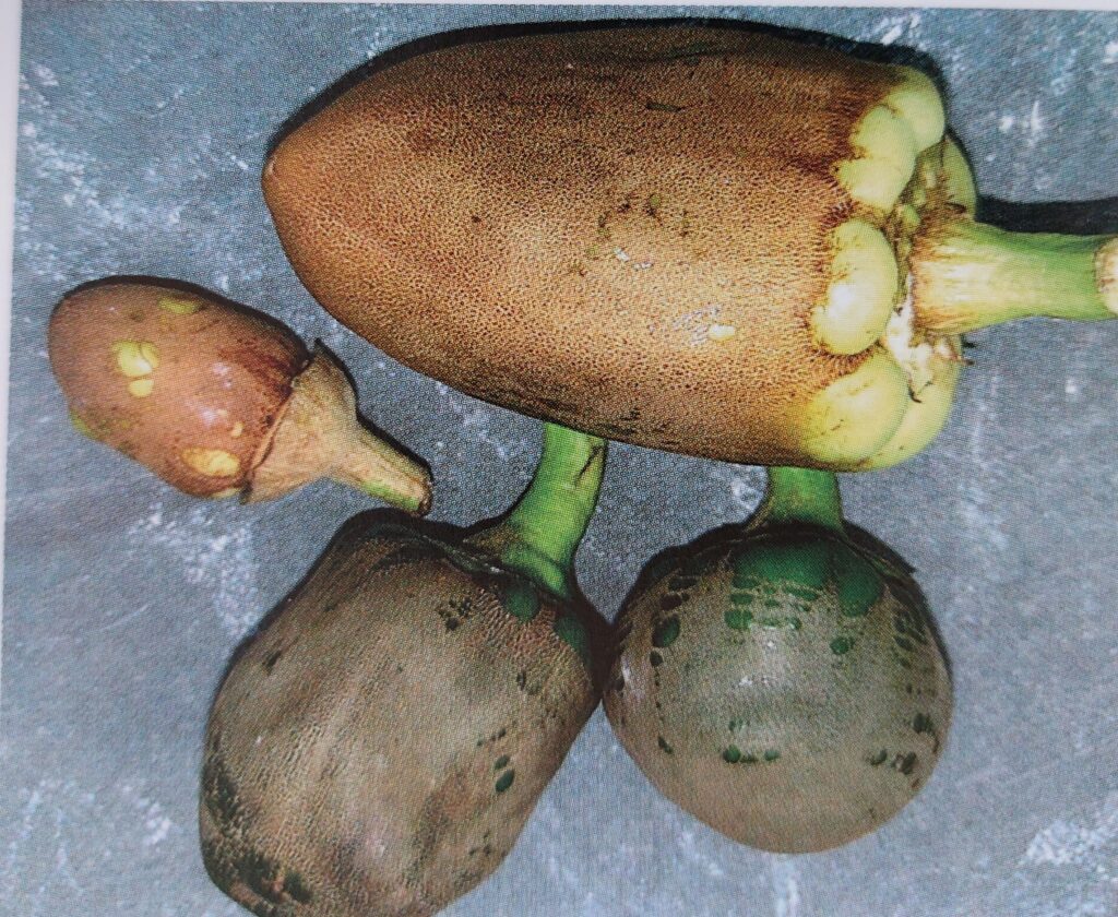 Roztočík široký - poškozené plody paprik