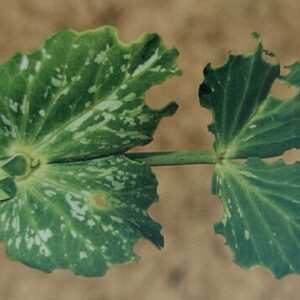 Listopas hrachový - poškozené listy hrachu