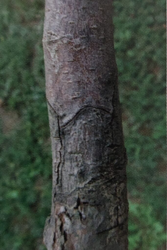 Korová nekróza - počáteční fáze na stromku jabloně