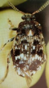 Zrnokaz hrachový brouk