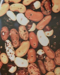 Zrnokaz fazolový - poškozené fazole