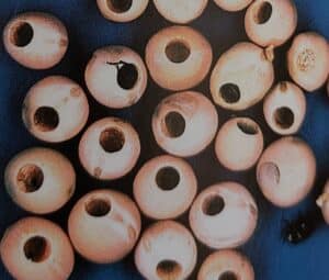 Zrnokaz hrachový - vykousaná semena hrachu