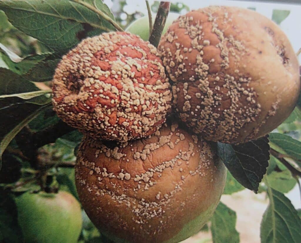 Moniliniová hniloba na jablkách na stromě