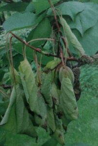 Moniliniová spála - meruňka