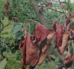 Moniliniová spála na jabloni