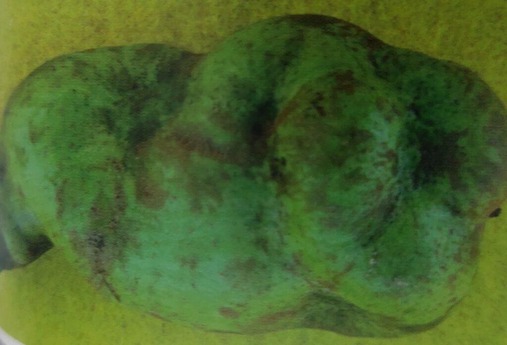 Virová kaménkovitost hrušek - deformace plodu