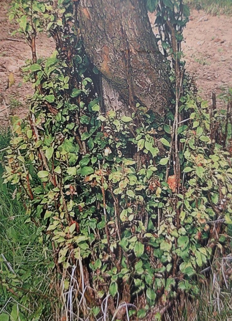 Fytoplazmová proliferace jabloně - zmnožení výhonů