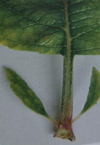 Fytoplazmová proliferace jaboně - palisty