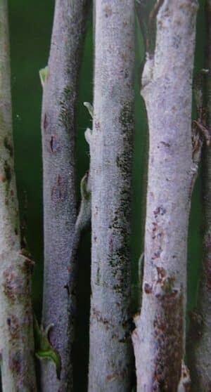 Padlí jabloně - povlak na letorostech