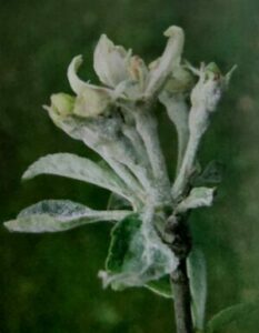 Padlí jabloně - povlak na mladých listech a poupatech