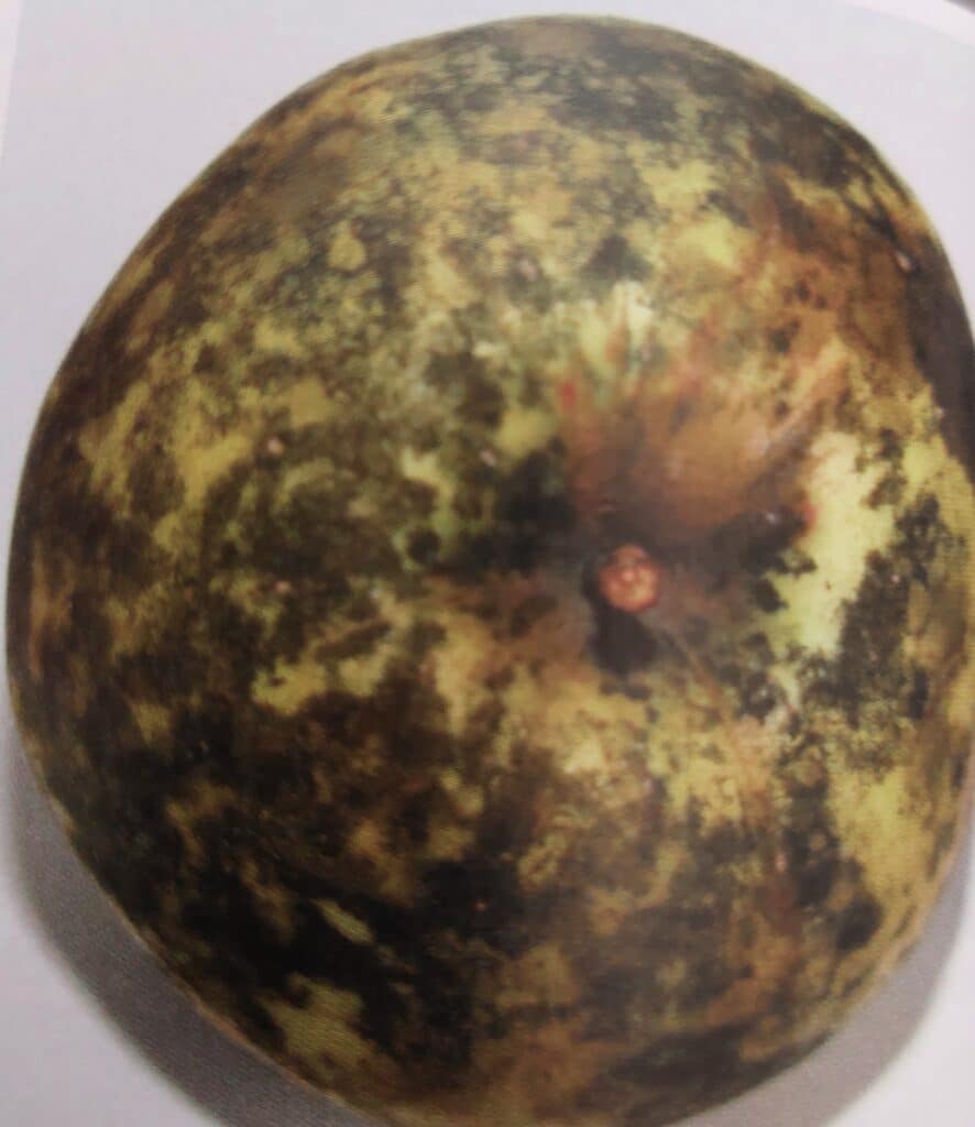 Sazovitost jablek - poškozený plod jabloně