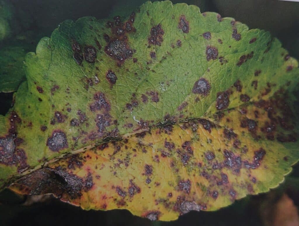 Strupovitost jabloně - svrchní strana listu