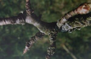 Strupovitost jabloně a hrušně - poškozená větev hrušně