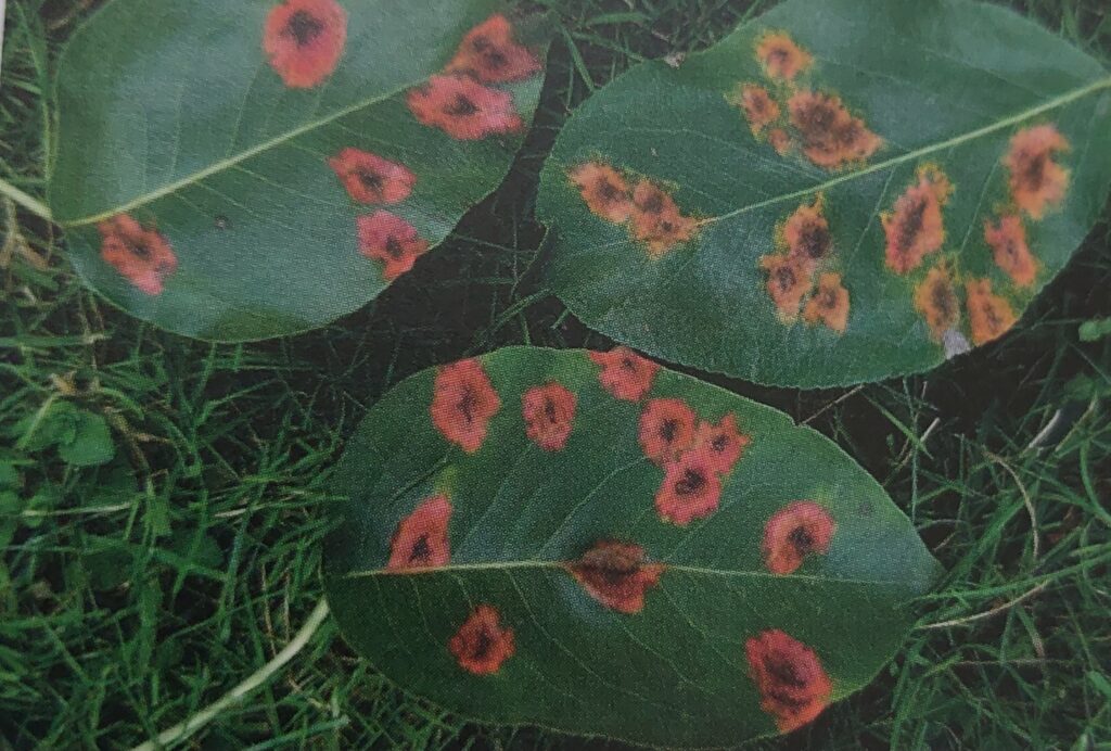 Rez hrušňová - napadené listy shora