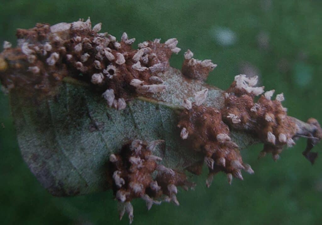 Rez hrušňová - napadený list zespodu