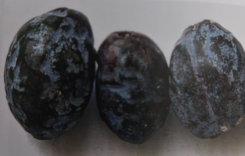 Šarka - klasický projev na švestkách