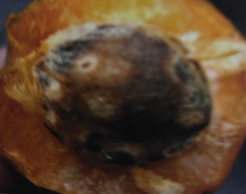 Šarka - typický projev nemoci na plodu a pecce meruňky