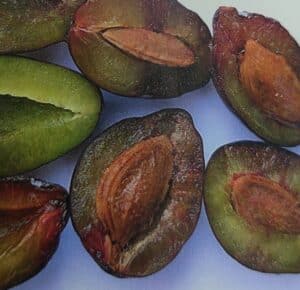 Šarka - skvrny uvnitř plodů švestek