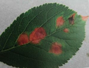 Červená skvrnitost listů slivoně