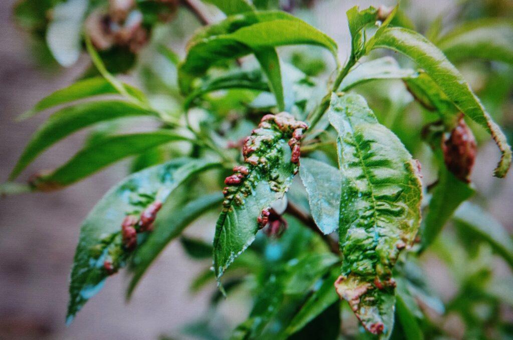 Červená skvrnitost listů broskvoně